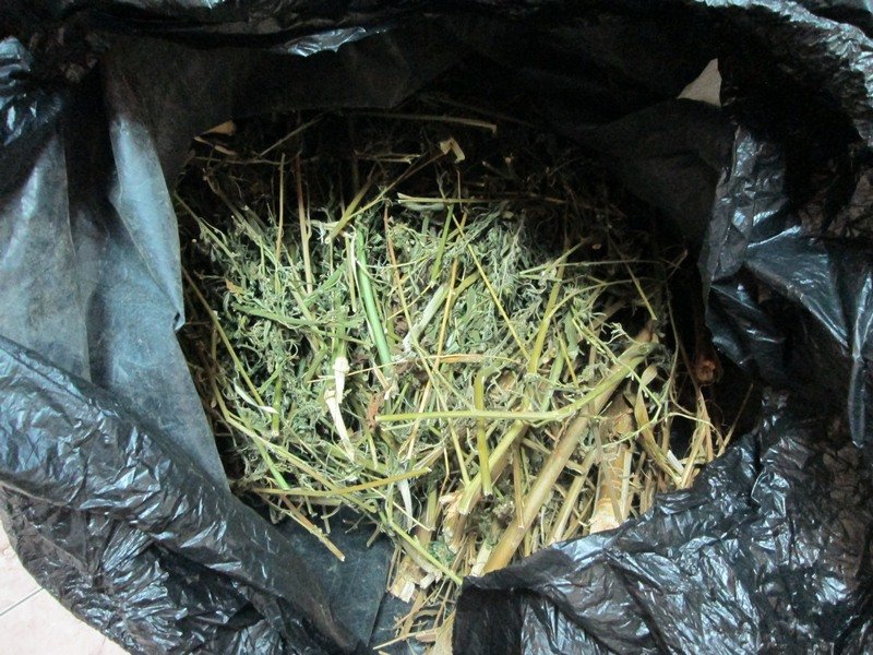 В Кочубеевском округе возбуждено уголовное дело по факту незаконного хранения наркосодержащего растения
